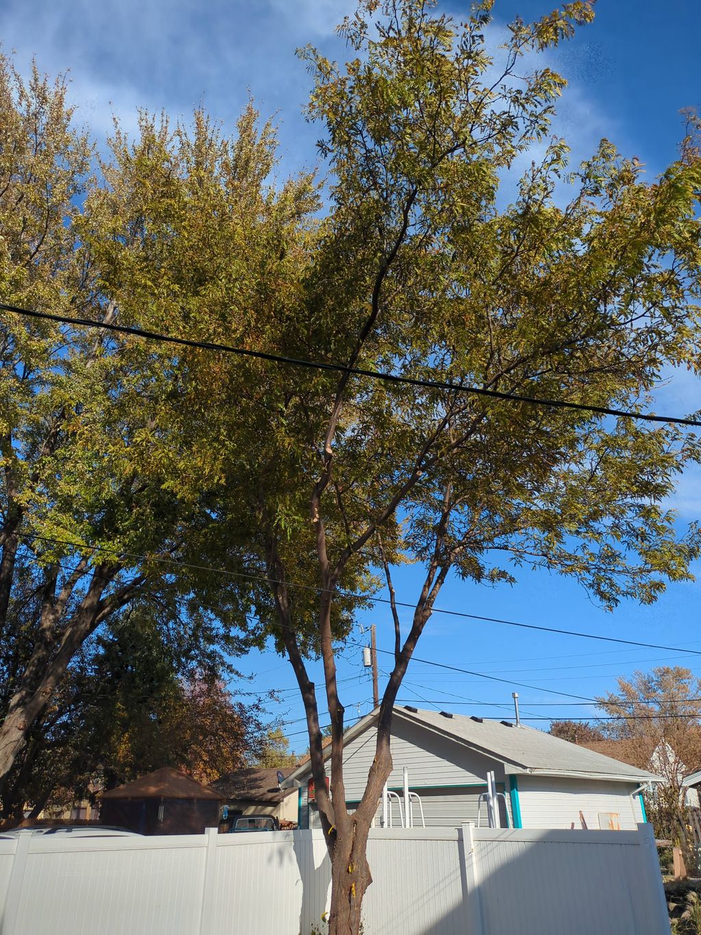 Tree Trimming and Removal