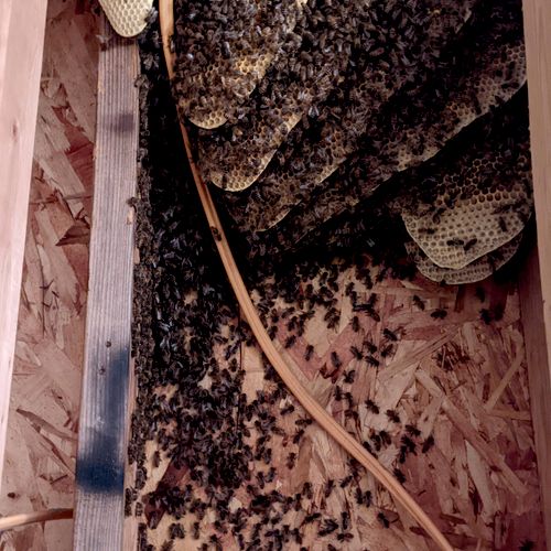 Removal of an established colony of bees.