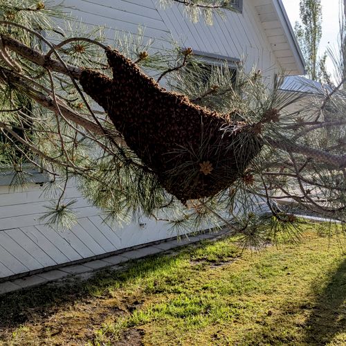 6lbs swarm of bees in a tree.