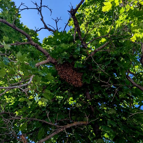 Swarm of bees in a maple tree.