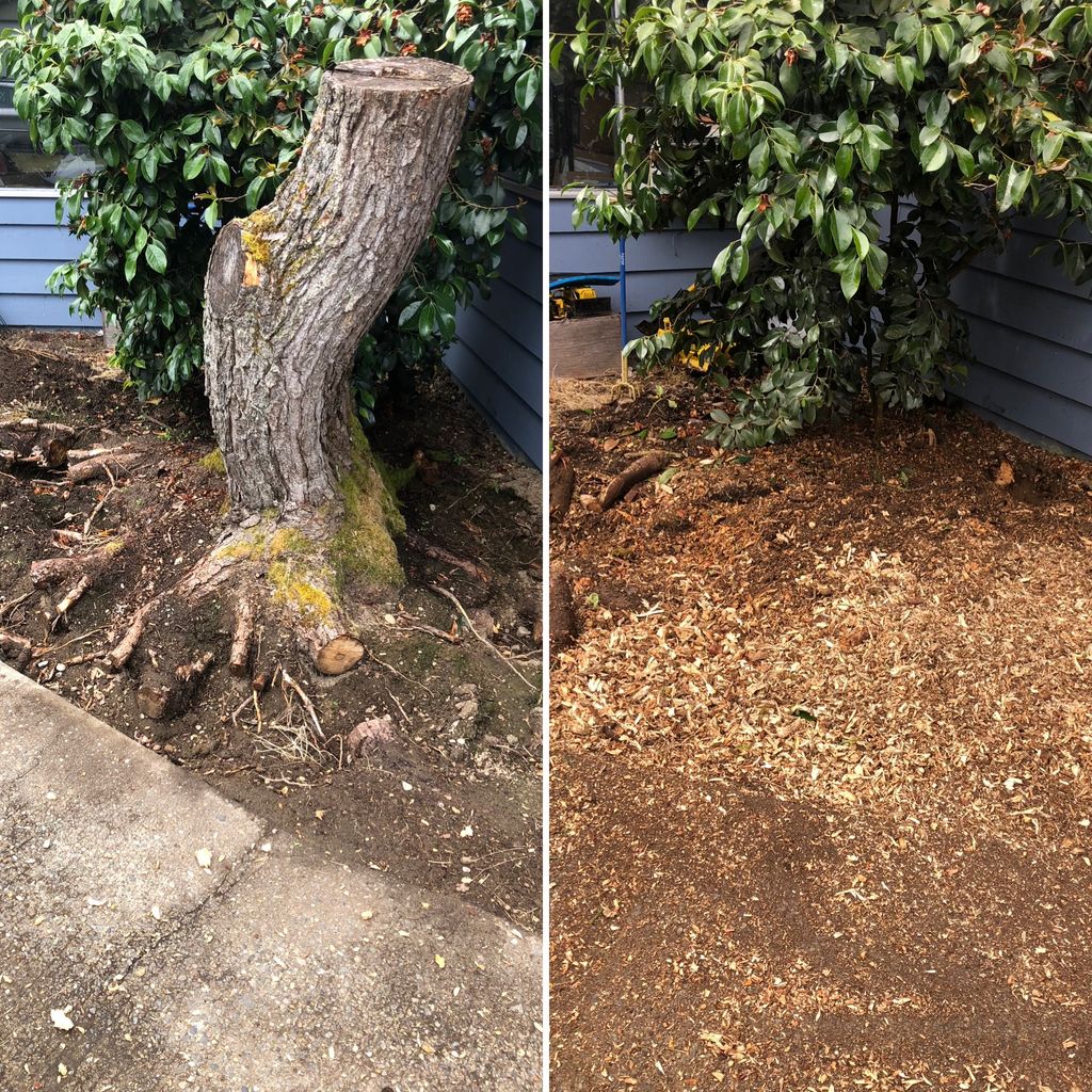 Before and after stump grinding