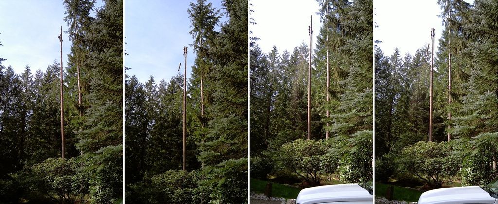 Tree removal process