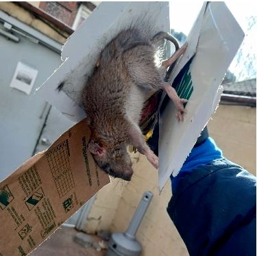 Rodent and Animal Removal