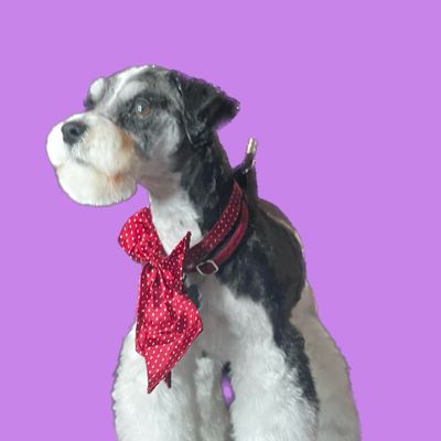 Avatar for K-9 to 5 dog Spa