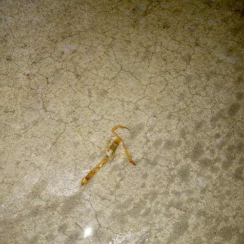 Scorpion found looming in garage