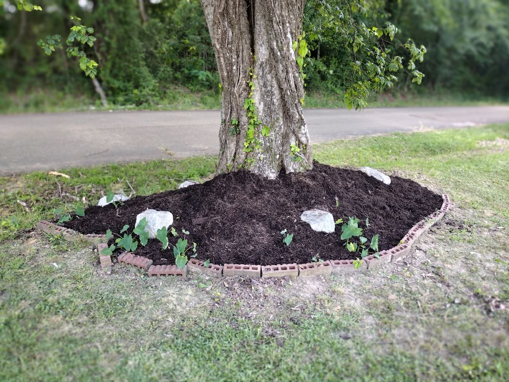 Yard work mulching etc.