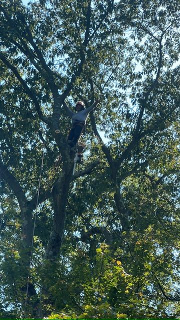 Tree Trimming and Removal