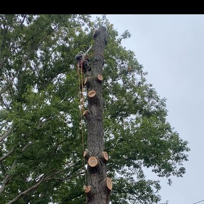 Avatar for Nolasco tree service