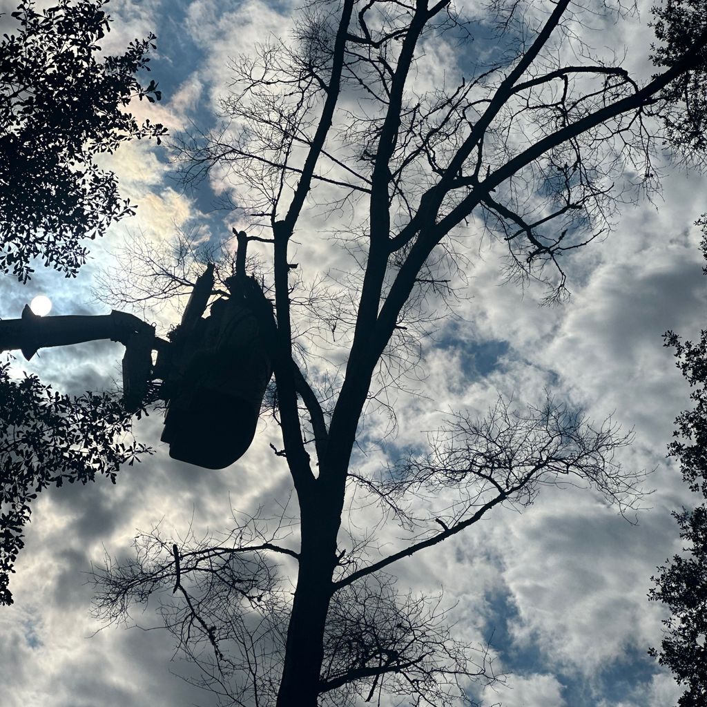 Edmund Tree and Stump Removal