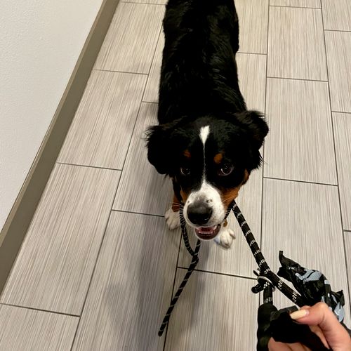 Bermese Mountain Dog Puppy I dog sit routinely! 