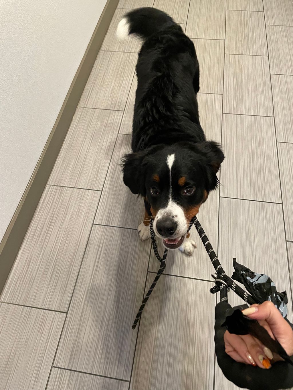 Bermese Mountain Dog Puppy I dog sit routinely! 