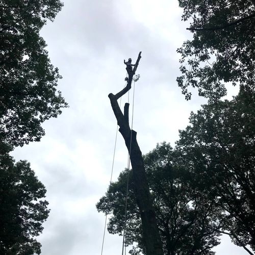 A & A Tree Services LLC.