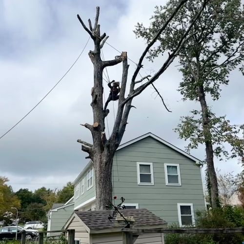 Had Patrick and his crew remove a large dead tree 