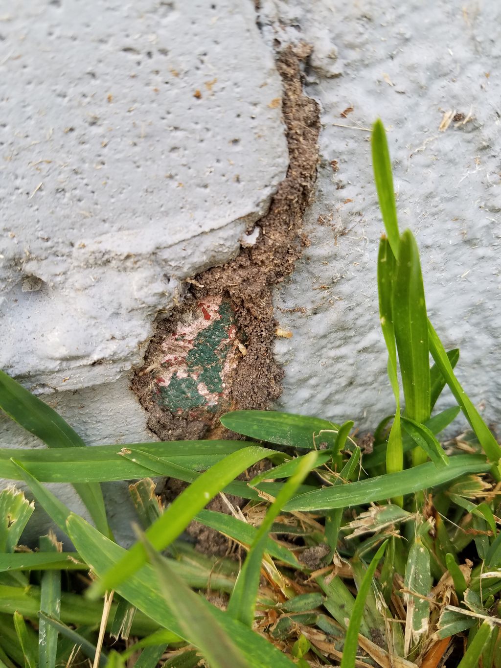 Termite activity found and eliminated at a house.