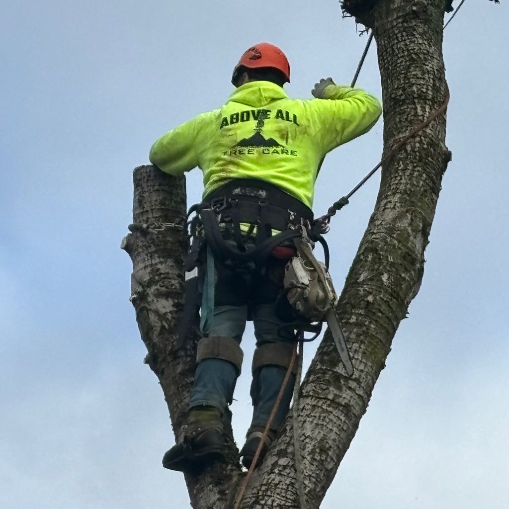 Above All Tree Care