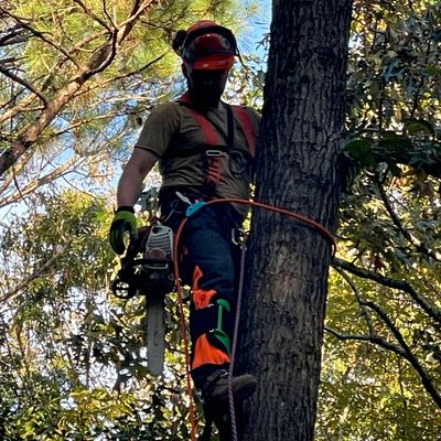 Avatar for Amore Tree Services