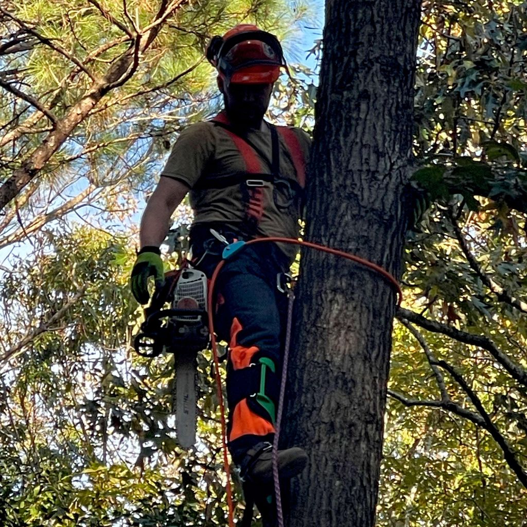 Amore Tree Services