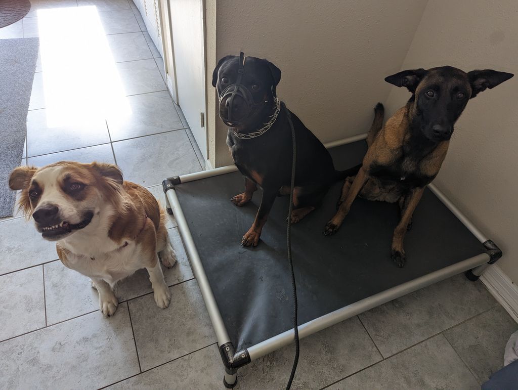 Ragnar and another student helping an aggressive s