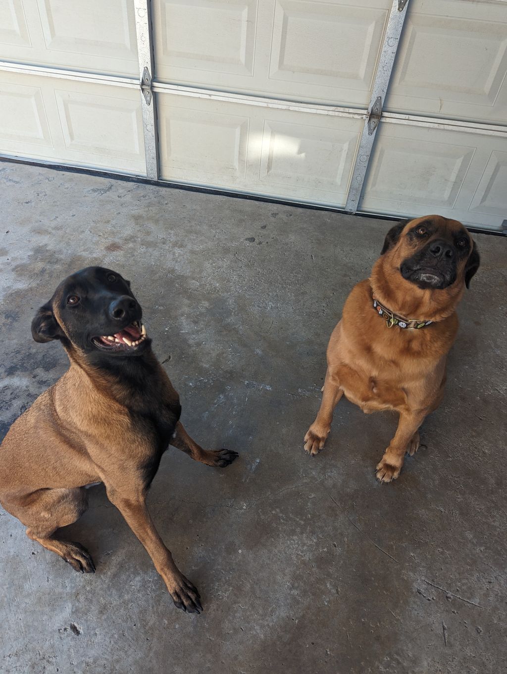 Ragnar helping our students learn obedience.