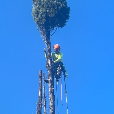 Avatar for Sammy’s tree services