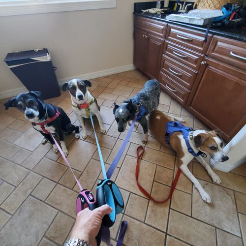 Sedalia client's dogs ready for their power walk. 