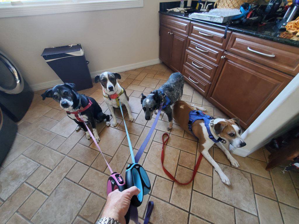 Sedalia client's dogs ready for their power walk. 