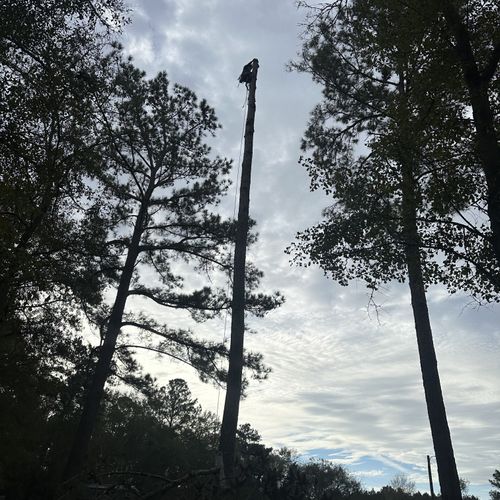 Tree Trimming and Removal