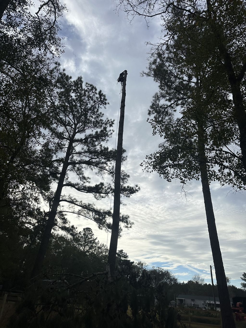 Tree Trimming and Removal