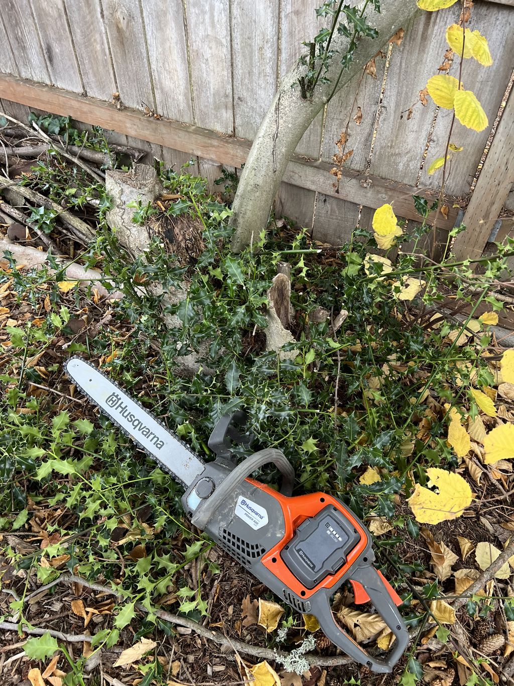 Tree Trimming and Removal