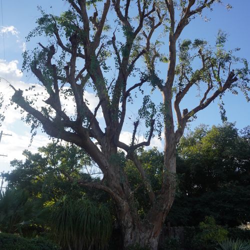 Tree Trimming and Removal