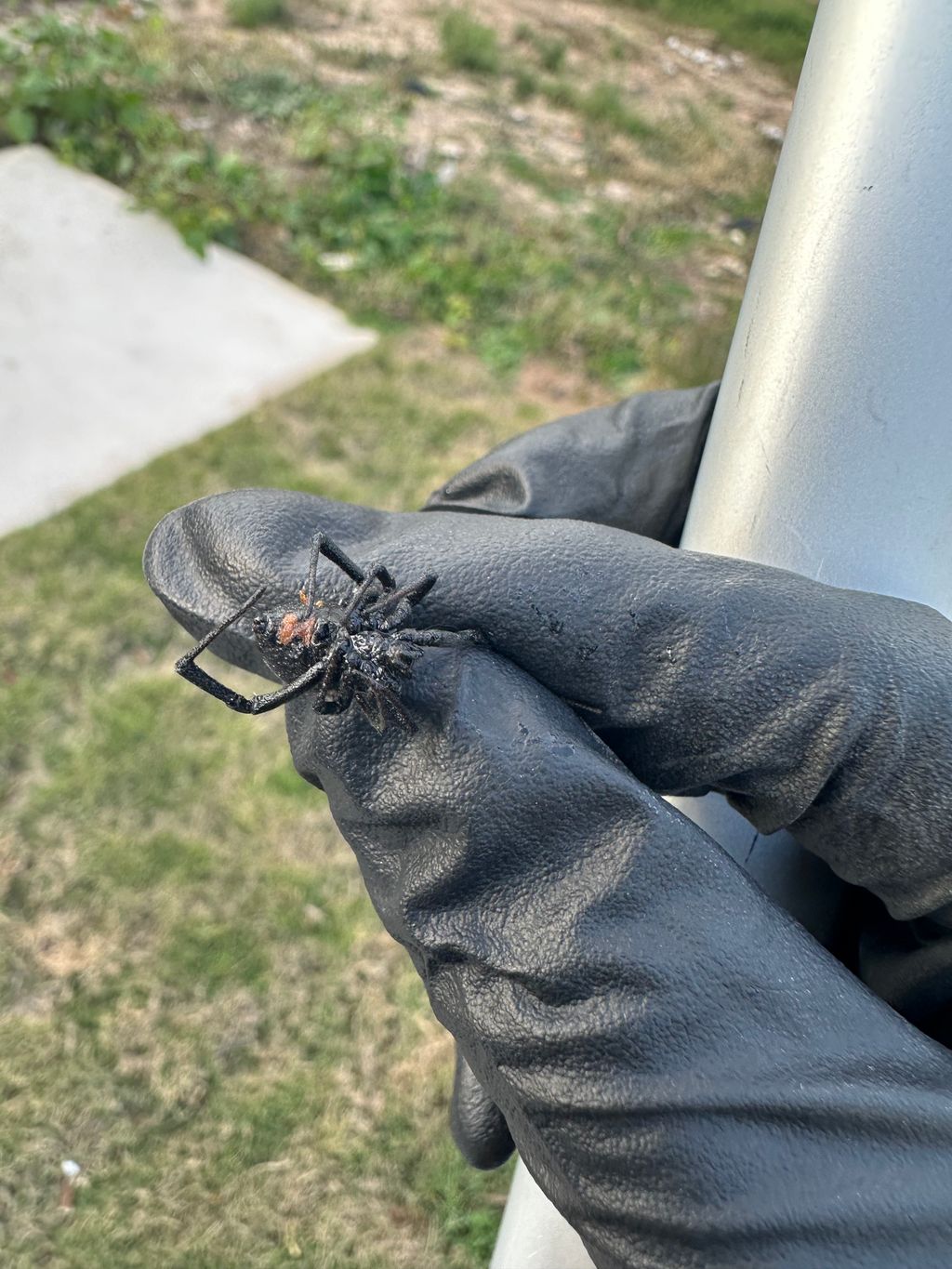 Dead Black Widow