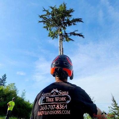 Avatar for Sauve & Sons Tree Work