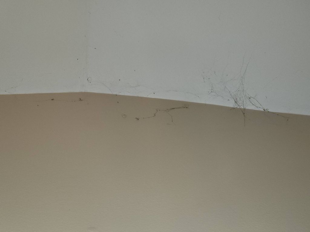 Ceiling Cobwebs are easily reached with my extensi