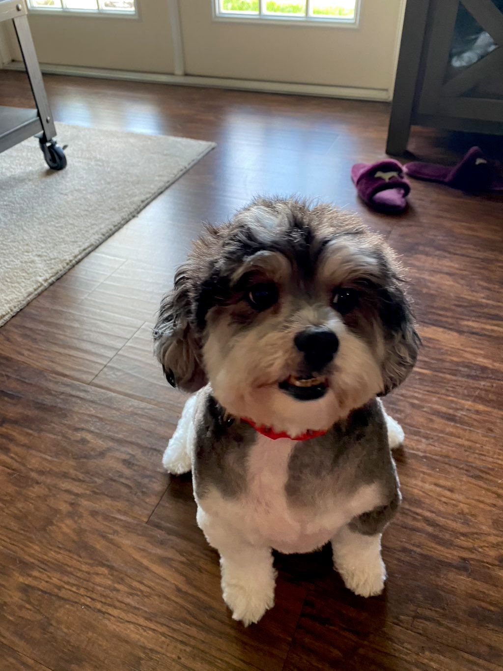 Nikky Pets Mobile Grooming Orlando, FL Thumbtack