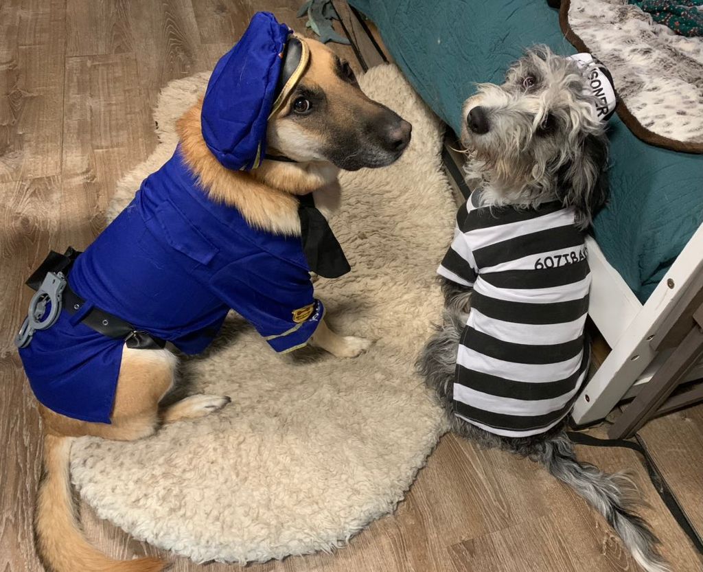 Beighley the Belgian Malinois keeps Minnie the Min