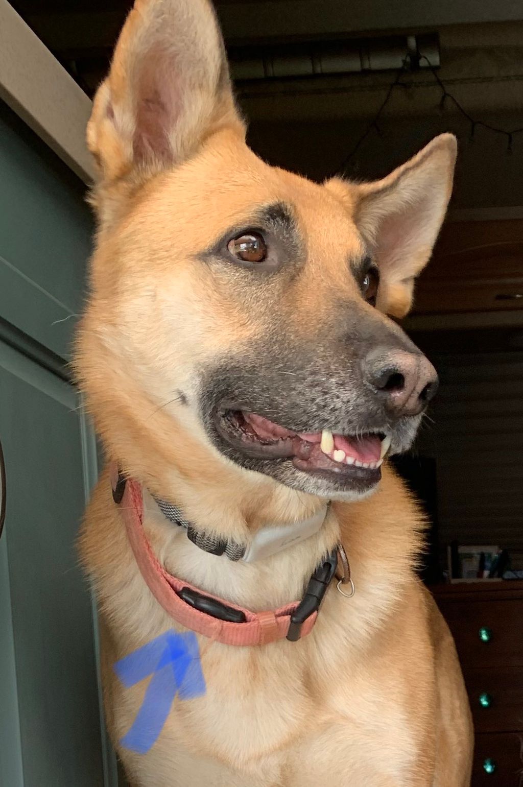 Beighley’s AirTag — all pups in my care wear one o