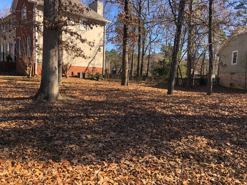 This picture is before leaf clean up 