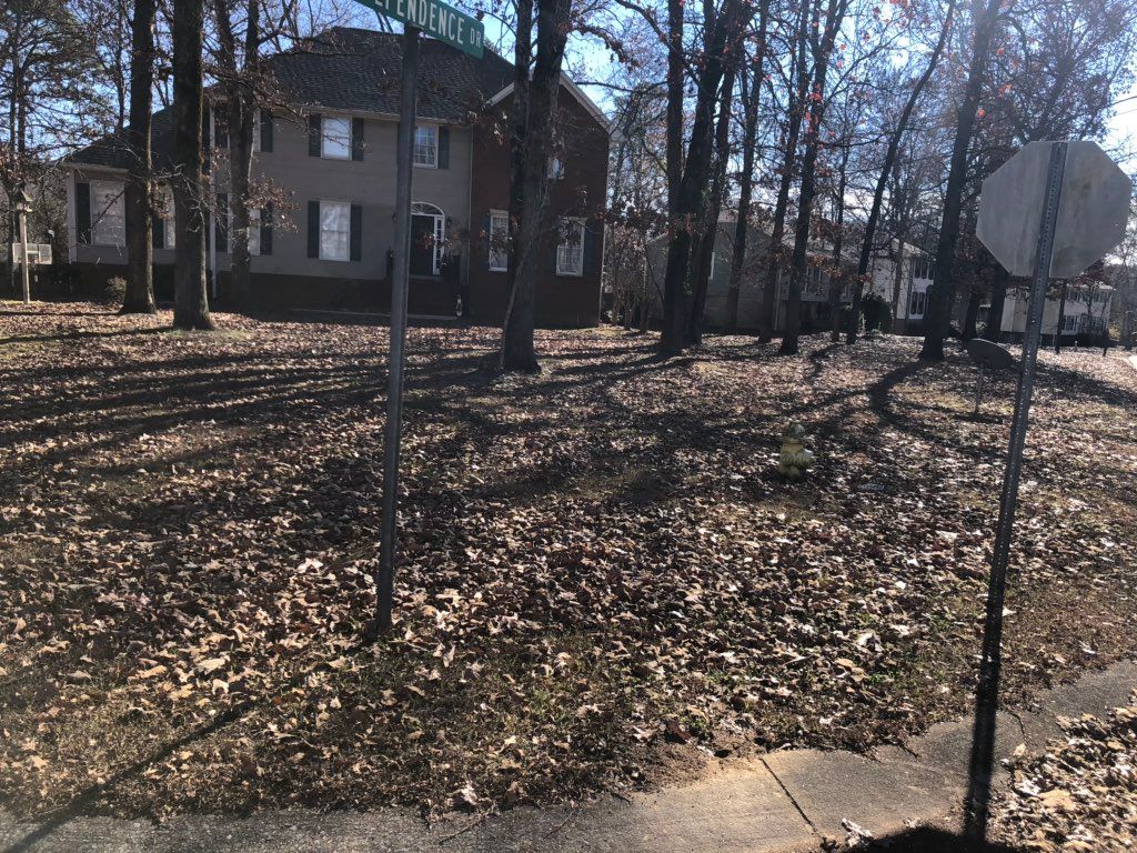 This picture is before leaf clean up