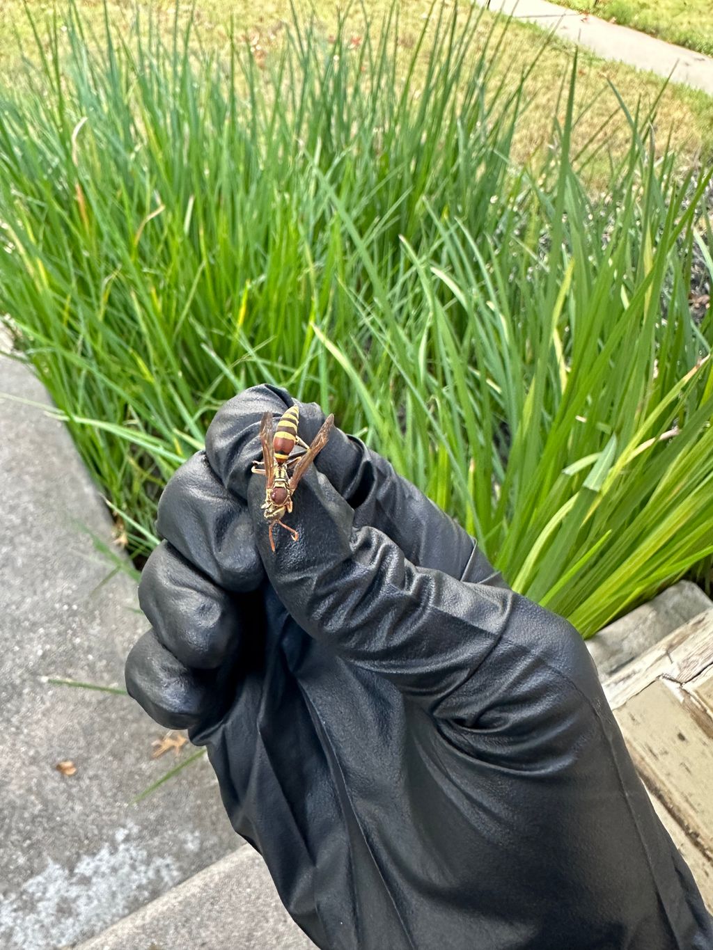 Wasp