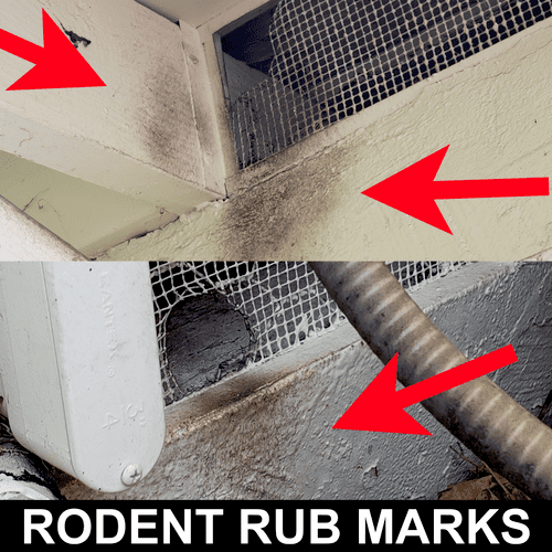 Rodent (roof rat) rub marks and entry points.