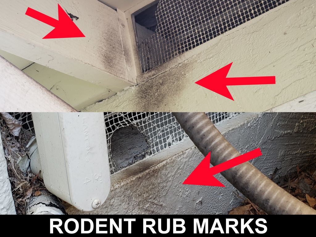 Rodent (roof rat) rub marks and entry points.