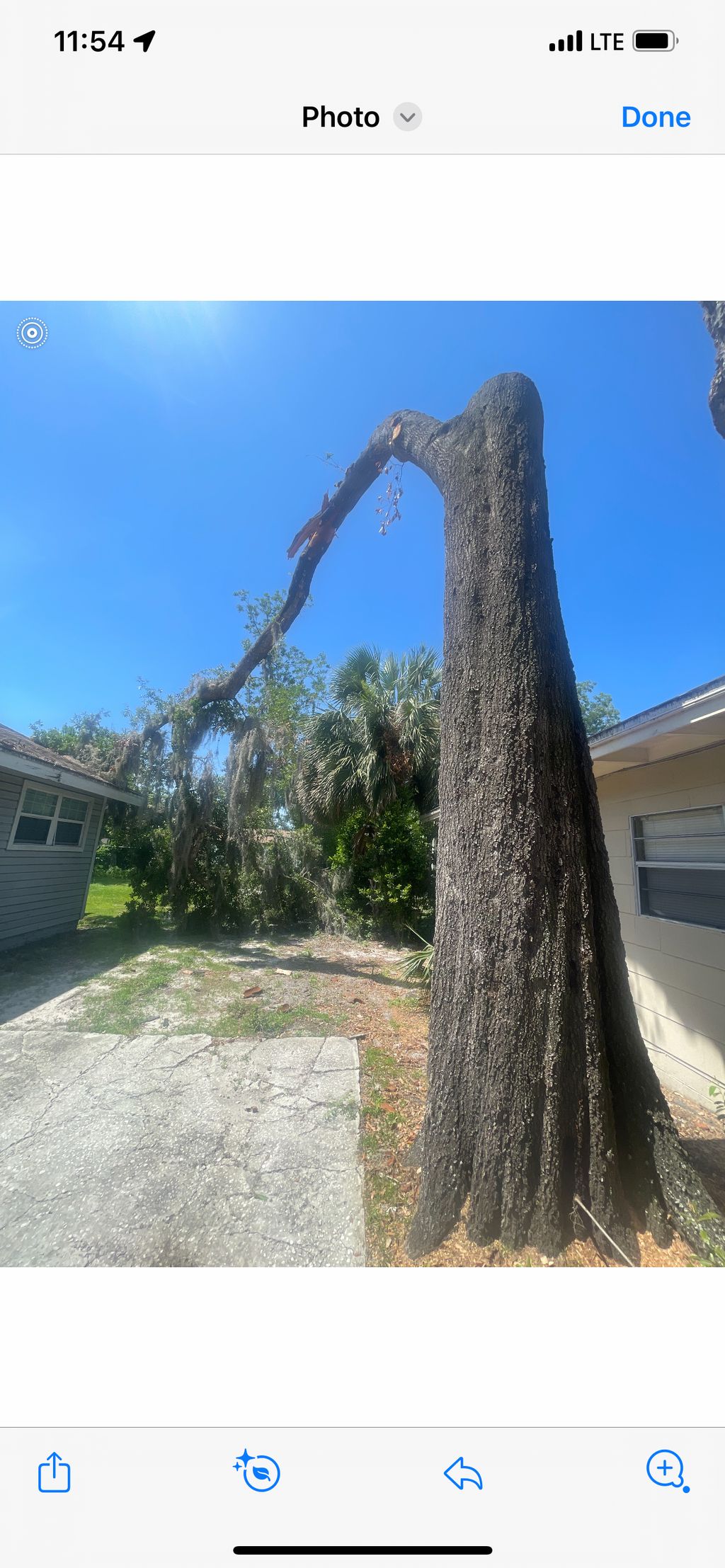 Tree Stump Grinding and Removal