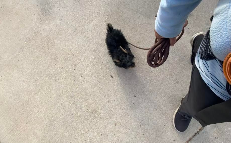 My go to training tool is the slip lead.  It's a g