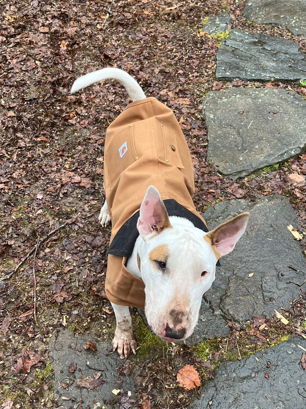 Marshmallow, ready for another hard day of work in