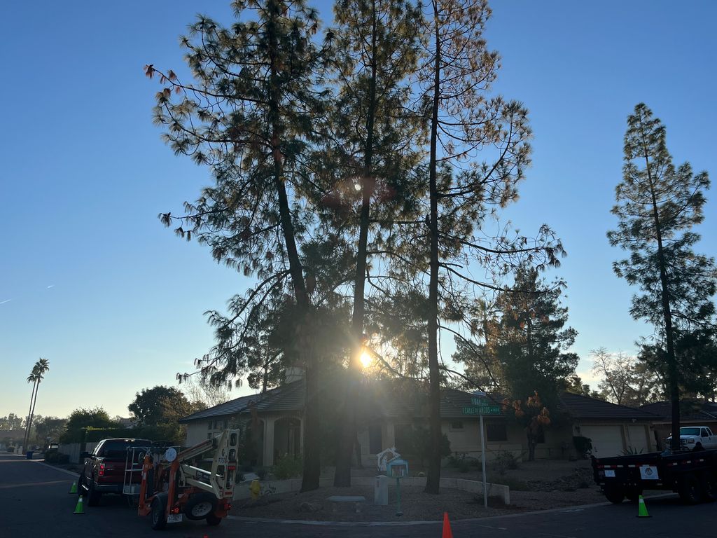 Tree Trimming and Removal