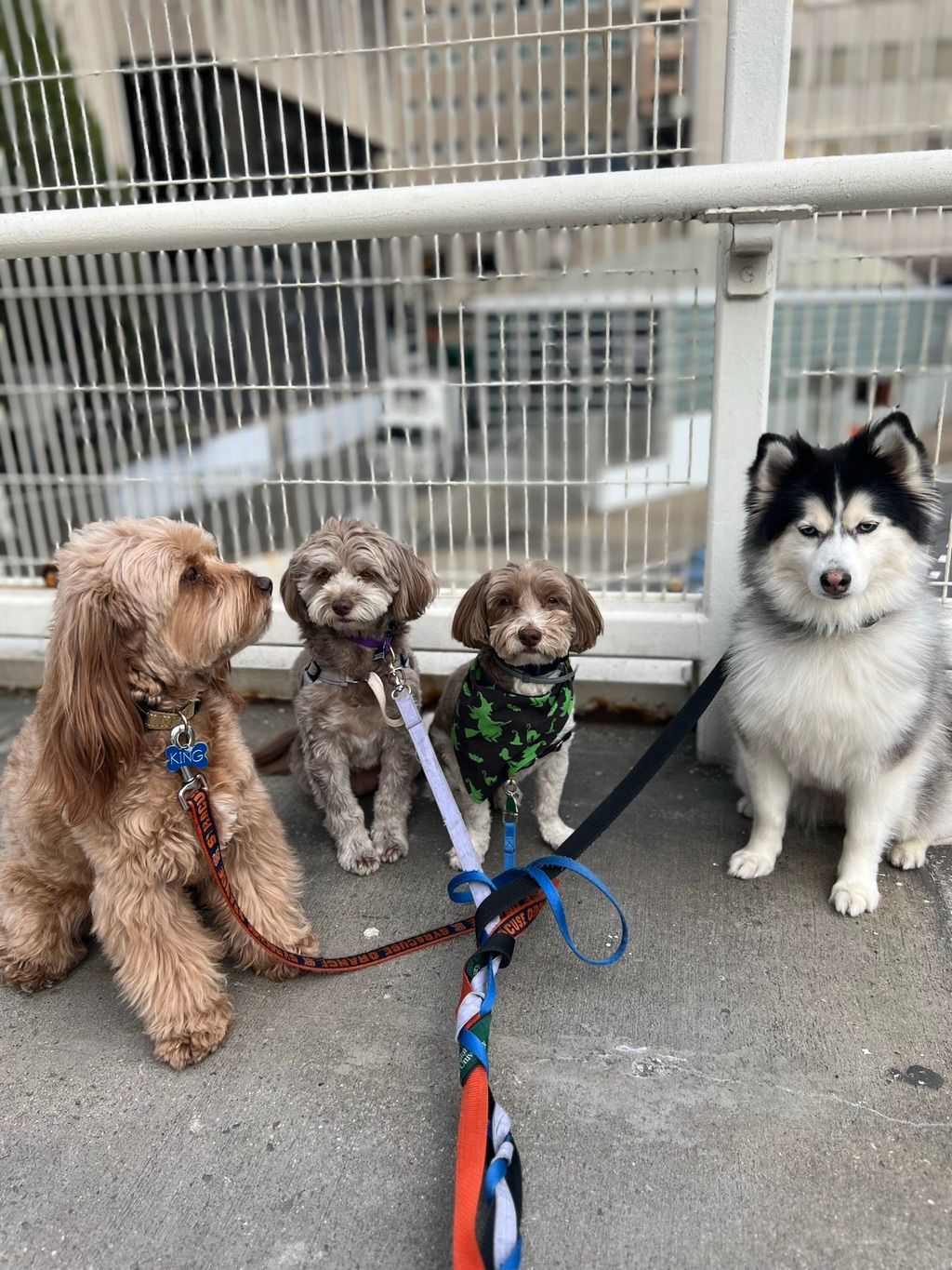 One hour walk everyday. 
King , Penelope , Snoopy 