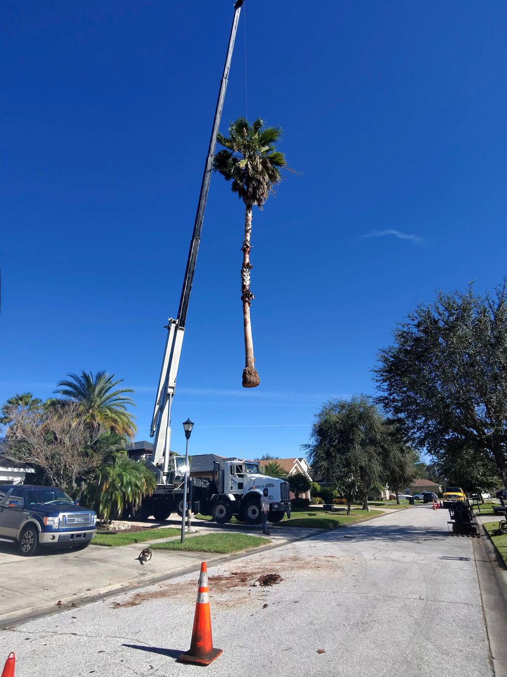 Tree Stump Grinding and Removal