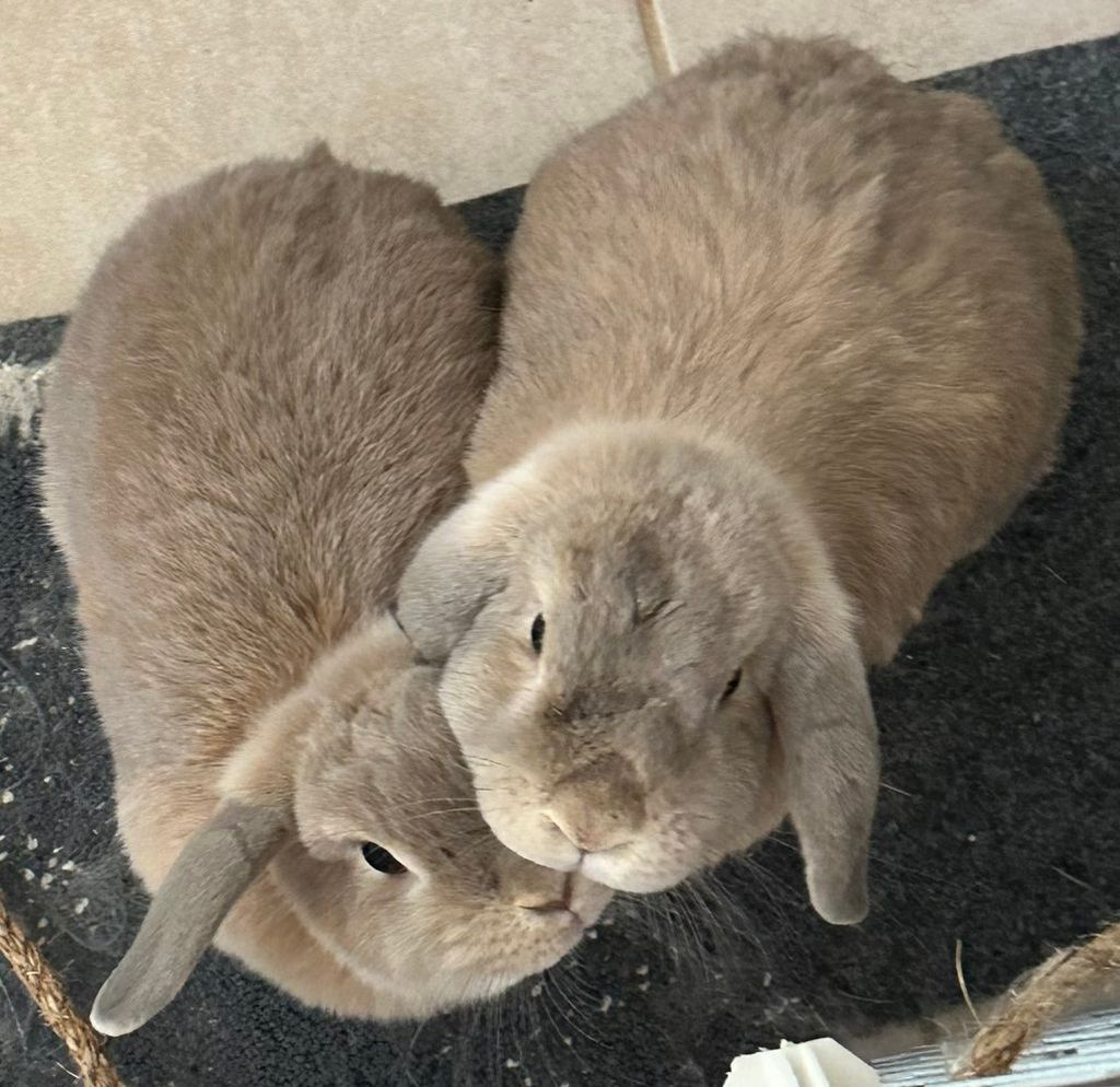 Rabbits, Brown Bear and his pal, for whom I’ve car