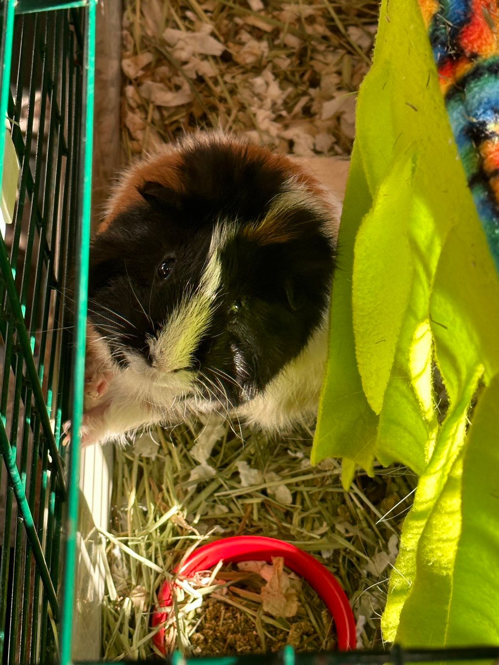 Guinea pig, Jelly, for whom I’ve cared.
