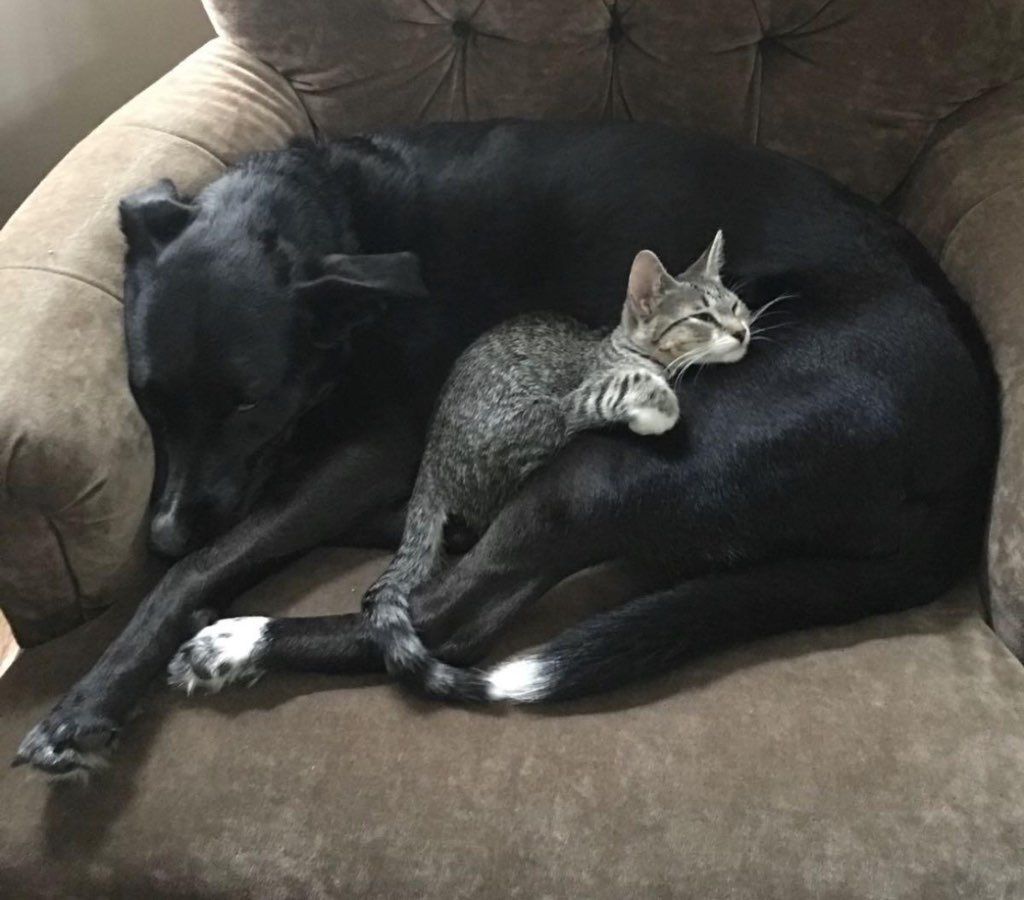 Dog, Mia, and cat, Chloe, for whom I’ve cared.